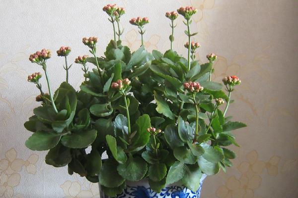 长寿花长太高怎么办(修剪方法) 长寿花怎么摘心