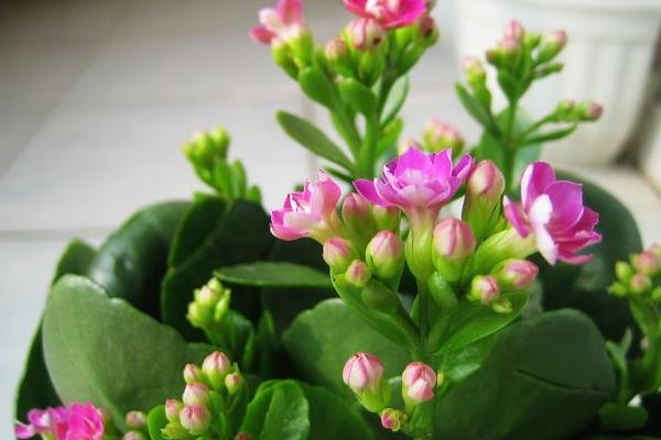 长寿花长太高怎么办(修剪方法) 长寿花怎么摘心