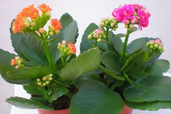 长寿花长太高怎么办(修剪方法) 长寿花怎么摘心