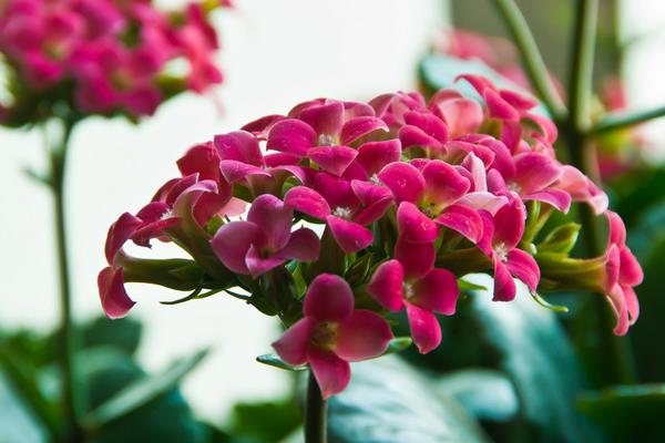 长寿花图片大全 长寿花有哪些品种