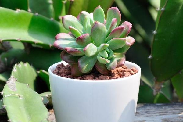 红稚莲多肉图片大全(老桩) 红稚莲特点简介