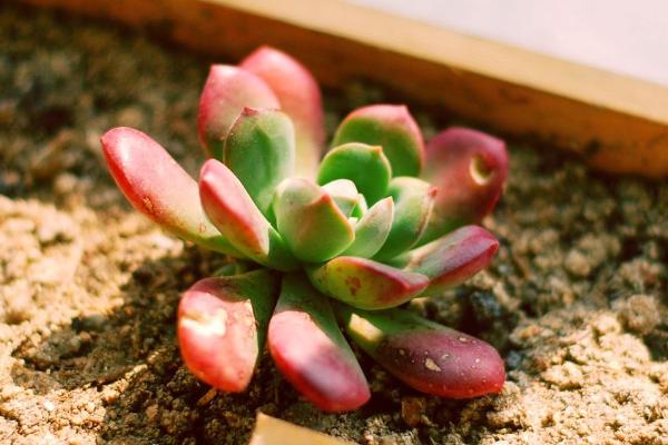 红稚莲多肉图片大全(老桩) 红稚莲特点简介