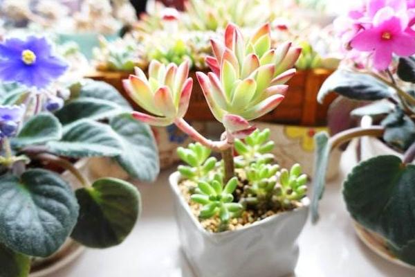 红稚莲多肉图片大全(老桩) 红稚莲特点简介