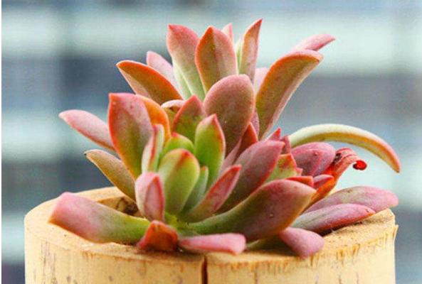 红稚莲多肉图片大全(老桩) 红稚莲特点简介