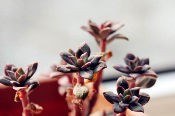 红稚莲多肉图片大全(老桩) 红稚莲特点简介