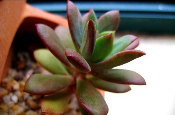 红稚莲多肉图片大全(老桩) 红稚莲特点简介