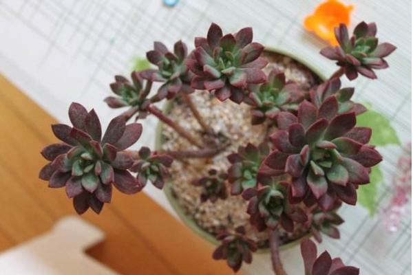 红稚莲多肉图片大全(老桩) 红稚莲特点简介