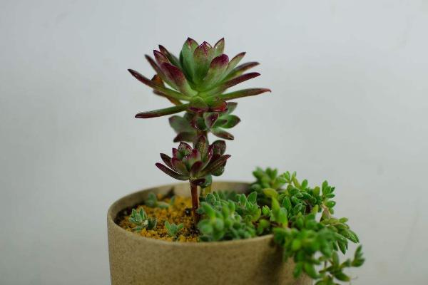 红稚莲多肉图片大全(老桩) 红稚莲特点简介