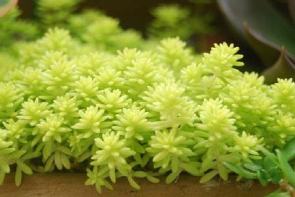 黄金万年草怎么扦插 黄金万年草繁殖方法