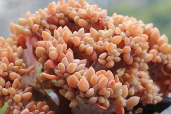 多肉醉美人图片大全(老桩) 醉美人特点与简介