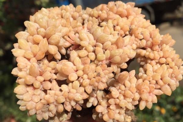 多肉醉美人图片大全(老桩) 醉美人特点与简介