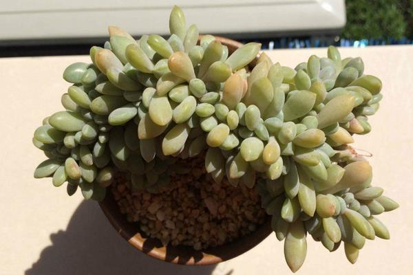 多肉醉美人图片大全(老桩) 醉美人特点与简介