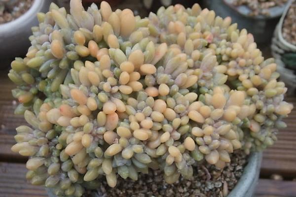 多肉醉美人图片大全(老桩) 醉美人特点与简介