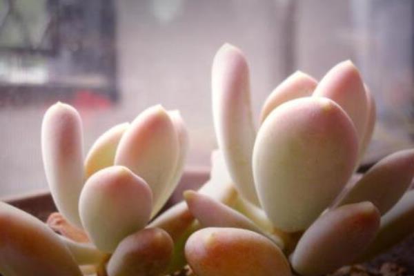 多肉醉美人图片大全(老桩) 醉美人特点与简介