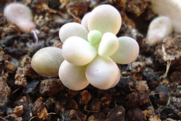 多肉醉美人图片大全(老桩) 醉美人特点与简介