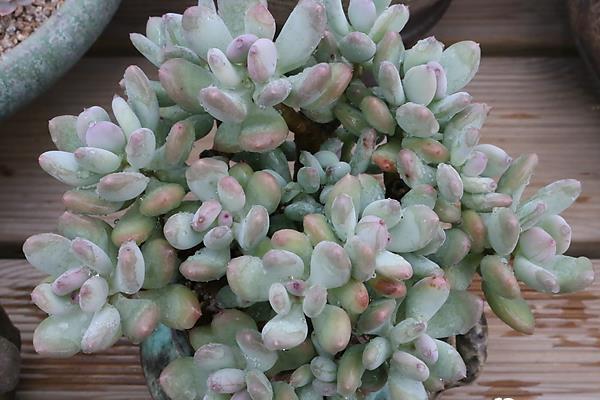 多肉醉美人图片大全(老桩) 醉美人特点与简介