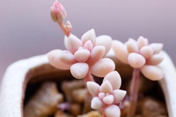 姬胧月、胧月、姬秋丽的区别是什么 姬胧月怎么养