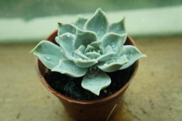 丽娜莲多肉怎么养 丽娜莲能长多大(何时开花)