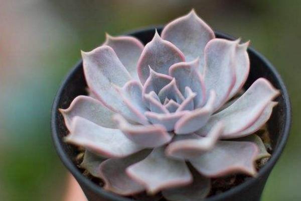 丽娜莲多肉怎么养 丽娜莲能长多大(何时开花)