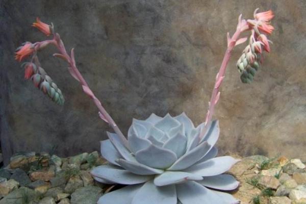 丽娜莲多肉怎么养 丽娜莲能长多大(何时开花)