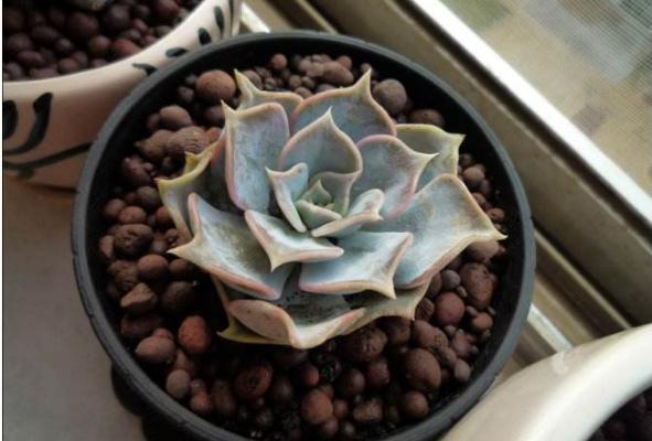 丽娜莲多肉怎么养 丽娜莲能长多大(何时开花)