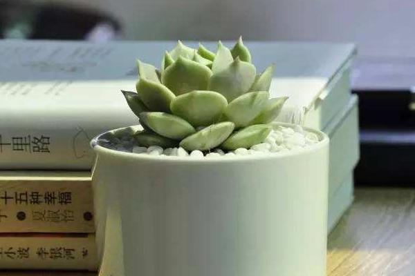 丽娜莲多肉怎么养 丽娜莲能长多大(何时开花)