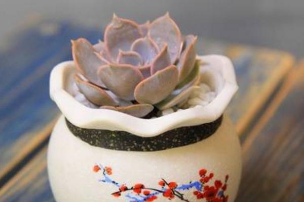 丽娜莲多肉怎么养 丽娜莲能长多大(何时开花)