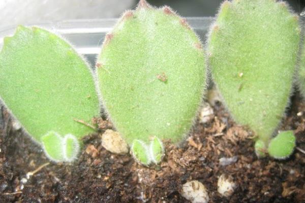 熊童子怎么繁殖(叶插方法) 熊童子的叶插繁殖注意事项