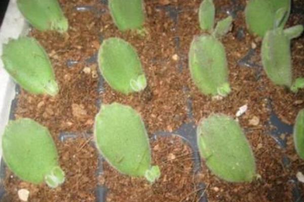 熊童子怎么繁殖(叶插方法) 熊童子的叶插繁殖注意事项