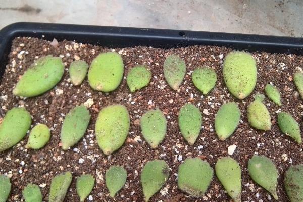 熊童子怎么繁殖(叶插方法) 熊童子的叶插繁殖注意事项