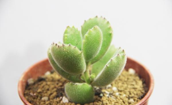 熊童子怎么繁殖(叶插方法) 熊童子的叶插繁殖注意事项