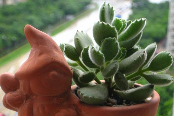 熊童子怎么繁殖(叶插方法) 熊童子的叶插繁殖注意事项