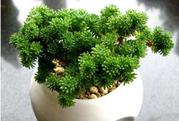 球松多肉怎么养 球松叶子变干了是怎么回事