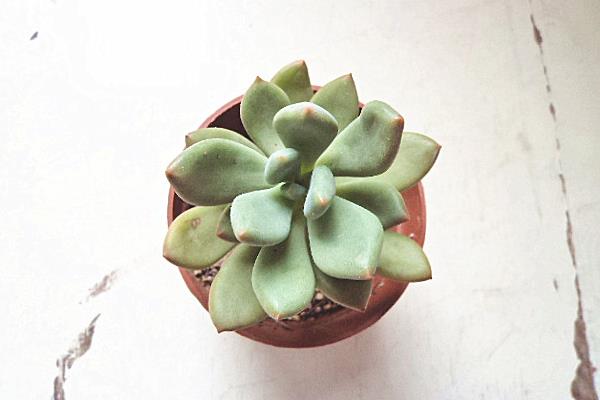 多肉植物星美人图片大全(含老桩) 星美人多肉特点与简介