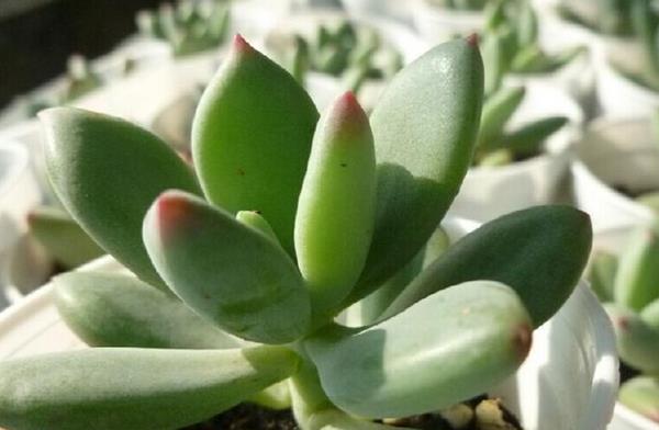 多肉植物星美人图片大全(含老桩) 星美人多肉特点与简介