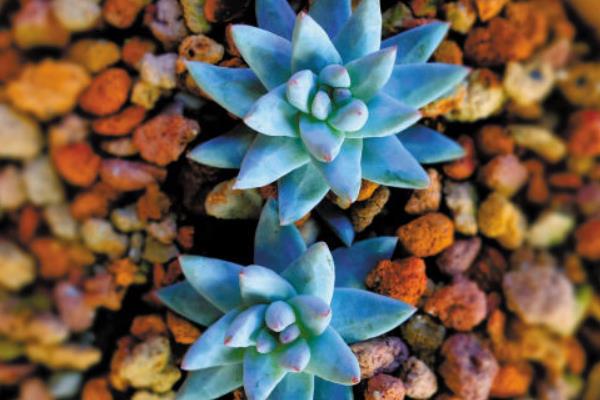 多肉植物星美人图片大全(含老桩) 星美人多肉特点与简介