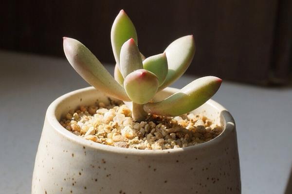 多肉植物星美人图片大全(含老桩) 星美人多肉特点与简介