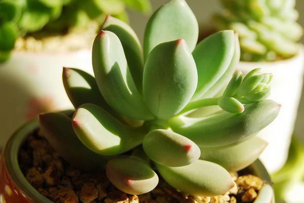 多肉植物星美人图片大全(含老桩) 星美人多肉特点与简介