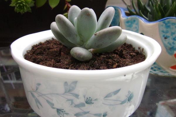 多肉植物星美人图片大全(含老桩) 星美人多肉特点与简介