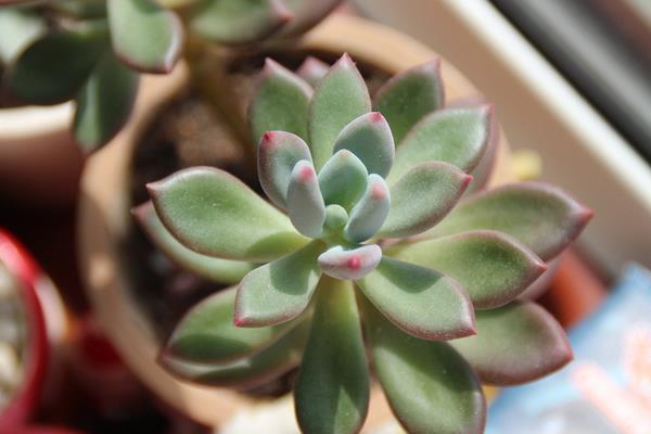 多肉植物星美人图片大全(含老桩) 星美人多肉特点与简介