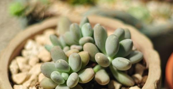 多肉植物星美人图片大全(含老桩) 星美人多肉特点与简介