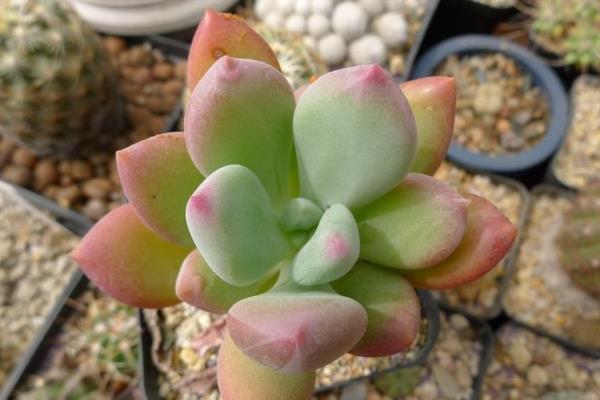 多肉植物星美人图片大全(含老桩) 星美人多肉特点与简介