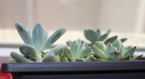 多肉植物星美人图片大全(含老桩) 星美人多肉特点与简介