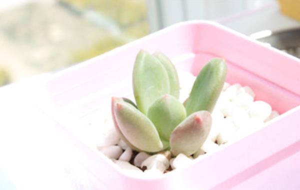 多肉植物星美人图片大全(含老桩) 星美人多肉特点与简介