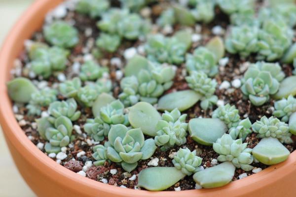 白牡丹多肉怎么繁殖(扦插方法) 白牡丹怎么正确浇水