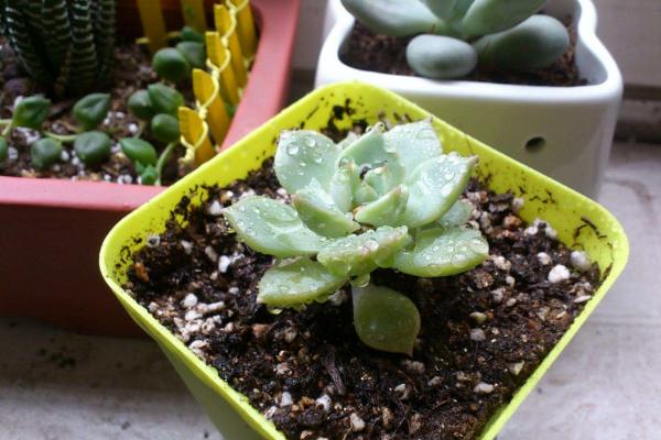 白牡丹多肉怎么繁殖(扦插方法) 白牡丹怎么正确浇水