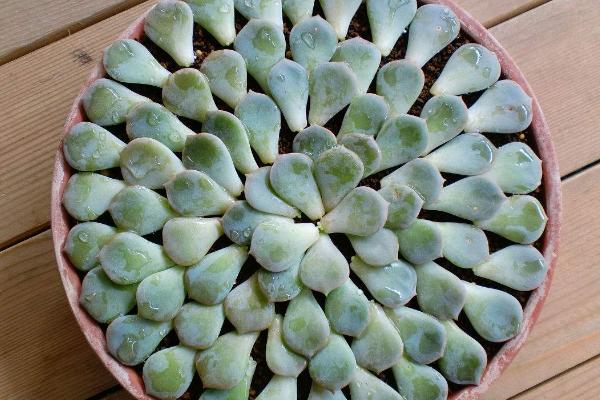 白牡丹多肉怎么繁殖(扦插方法) 白牡丹怎么正确浇水