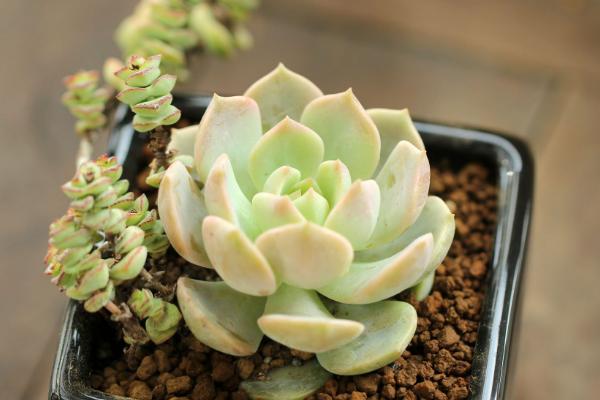 白牡丹多肉怎么繁殖(扦插方法) 白牡丹怎么正确浇水