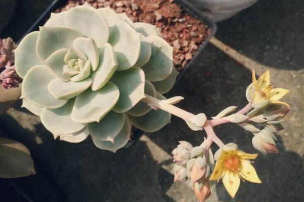 白牡丹多肉怎么繁殖(扦插方法) 白牡丹怎么正确浇水