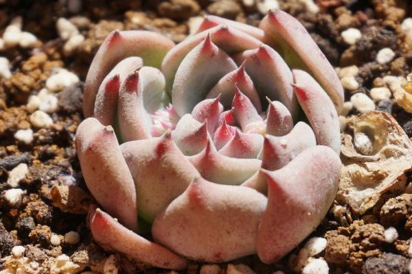 吉娃莲怎么养 吉娃莲养殖方法与注意事项